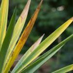 Yucca Leaves Turning Yellow: How to Fix the Problem
