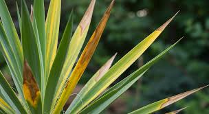 Yucca Leaves Turning Yellow: How to Fix the Problem